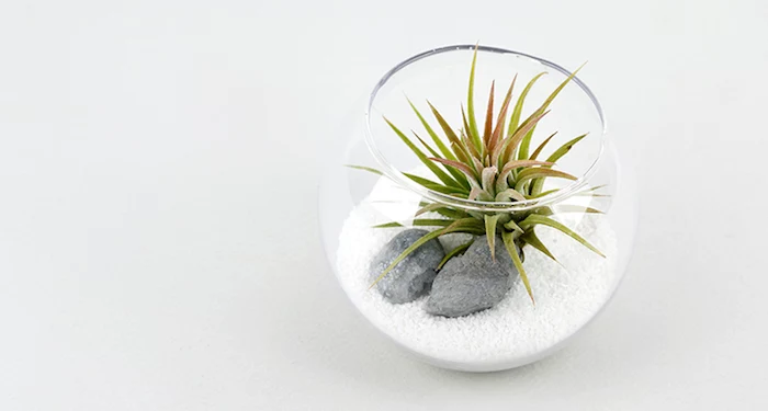 airplants in a fish bowl, made from clear glass, and filled with grainy white sand, and two gray stones