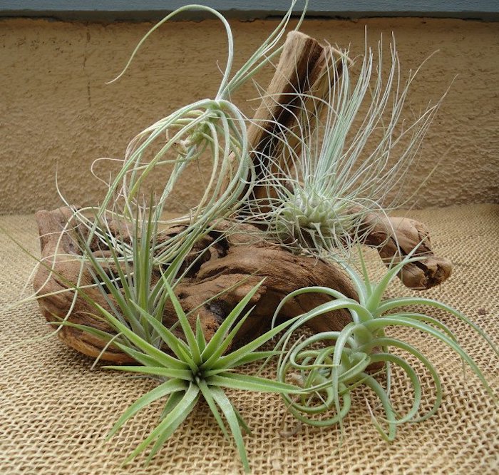 dried piece of reclaimed wood, with several varieties of air plants, pale green tillandsia xerographica, placed on burlap fabric 