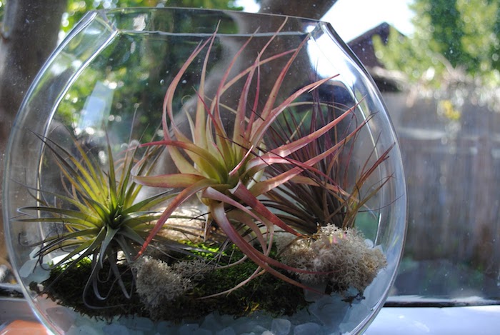 air plants, in pale green and pink, inside a sphere terrarium, with pebbles and moss, placed near a window