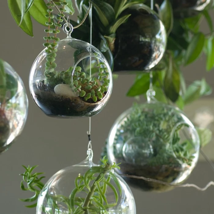 five examples of a hanging terrarium, made out of glass, filled with dirt, with various green air plants, decorative stones