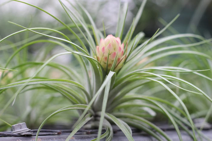 blossom in cream and pale pink, on light green plant, with narrow and sharp leaves, tillandsia care in the garden