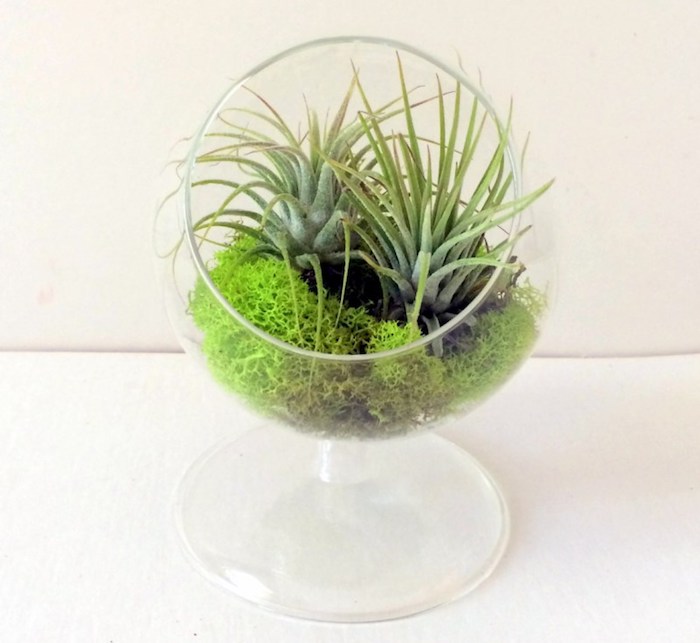 see-through terrarium, shaped like a glass, with two tillandsia plants, placed on bright green moss, 