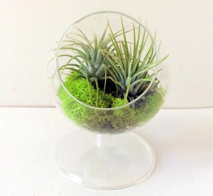 see-through terrarium, shaped like a glass, with two tillandsia plants, placed on bright green moss, 