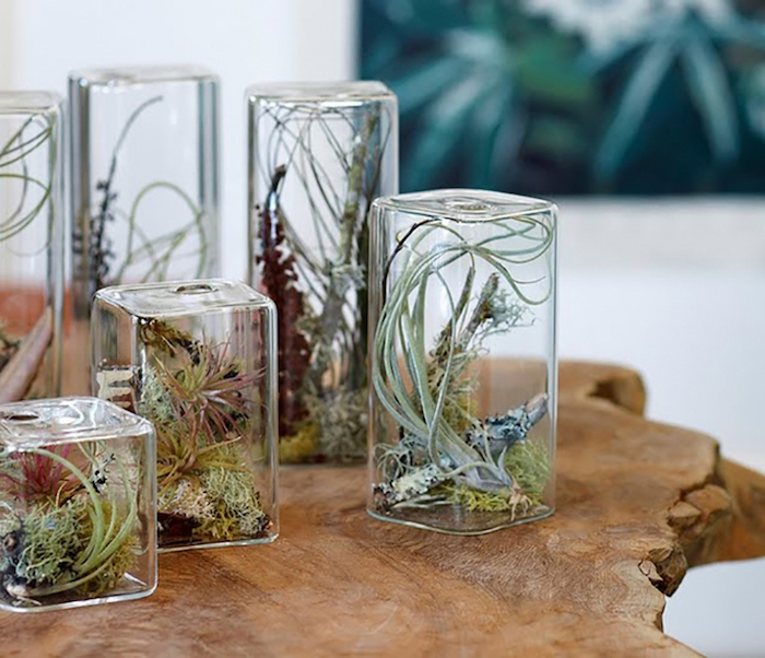 rectangular glass terrariums, with oval edges, filled with airplants in different shades of green, and decorated with moss, and small sticks