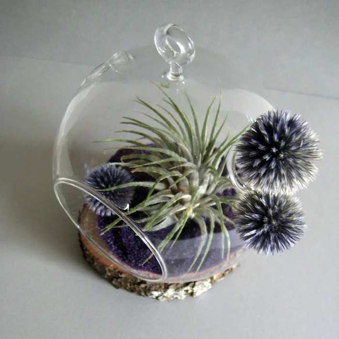 grayish-blue and fluffy, dark sphere-shaped plants, inside and on a glass sphere, with purple sand, and a light green tillandsia 