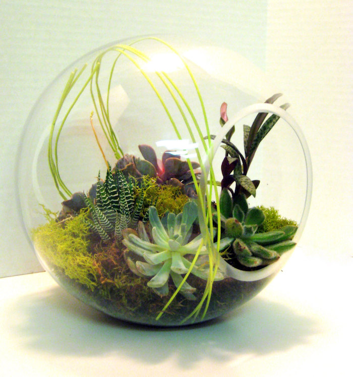 succulents and air plants, inside a spheric glass terrarium, with circular side opening, filled with moss in different colors 