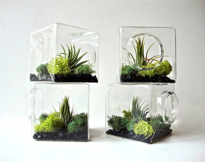 cube-shaped glass containers, with round openings, for tillandsia care, filled with moss, in different shades of green, and air plants