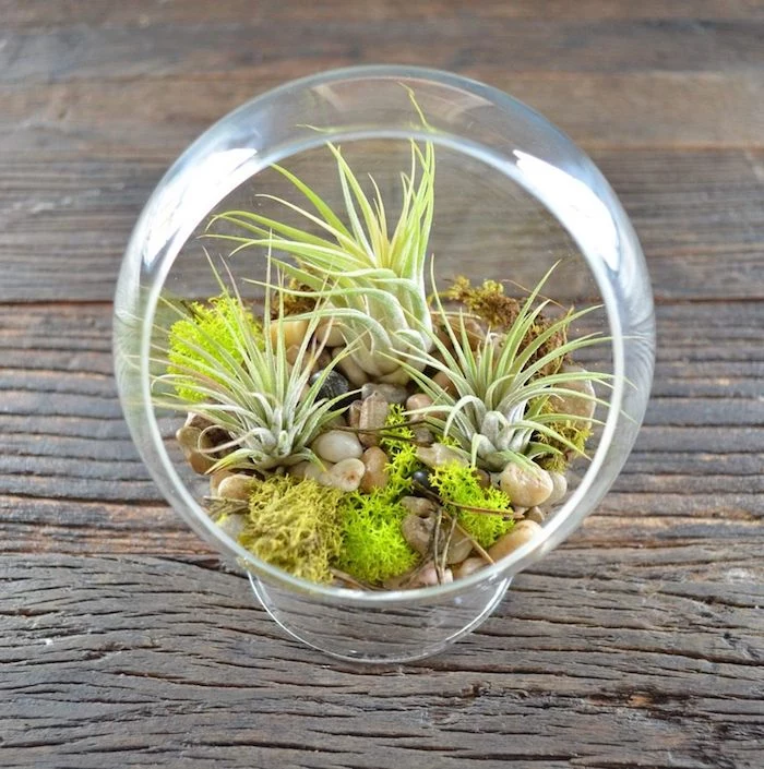 stones in light beige, moss in different shades of green, three air plants, and several tiny sticks, inside a glass sphere with round opening