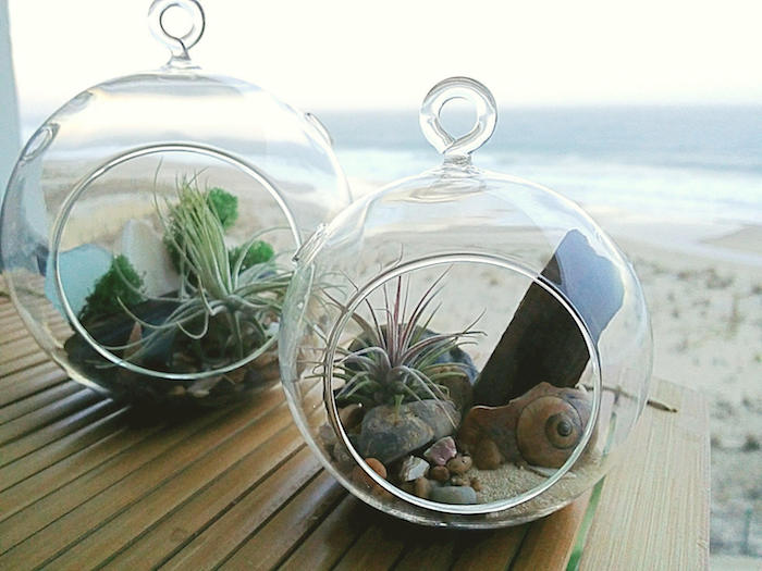 beach-themed tillandisa terrariums, decorated with sand, pebbles and seashells, placed on a wooden table, near the sea