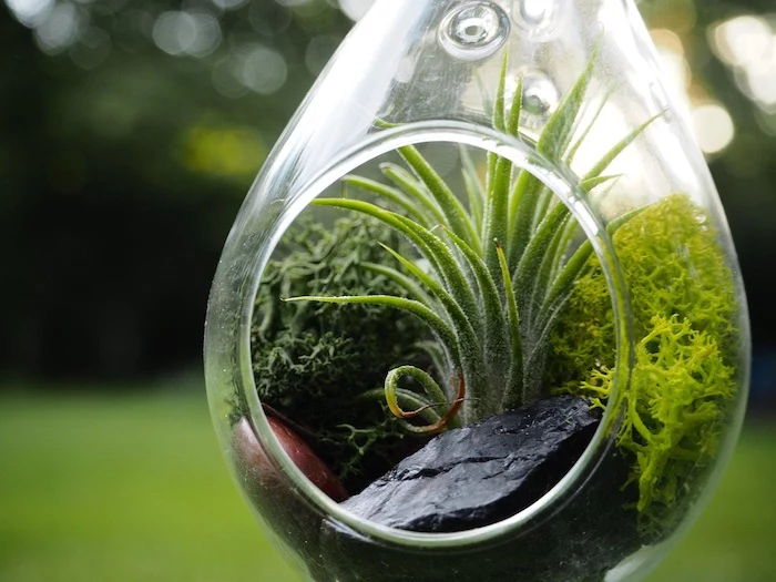 hanging terrarium, tear-shaped glass container, with large dark stones, moss in different shades of green, and a tillandsia air plant