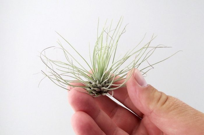 argentea tillandsia care, hand holding a small, pale green air plant, with narrow and sharp leaves, on white background