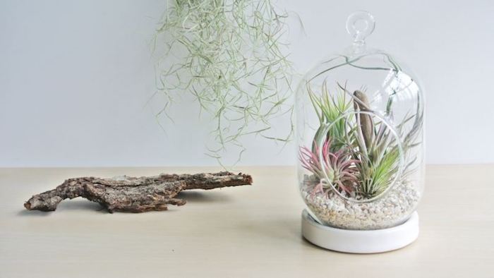 bark from a dried tree, near glass dome with white cap, and round opening, filled with light pebbles, and several tillandsia plants, in light green and pink 