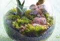 Air Plant Terrariums – Tiny, Exquisite Gardens for Your Home