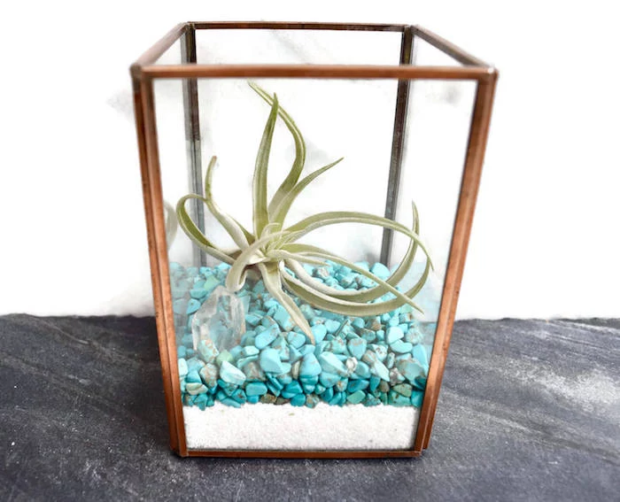 xerographica inside a rectangular glass planter, with wooden details, filled with fine white sand, and turquoise pebbles
