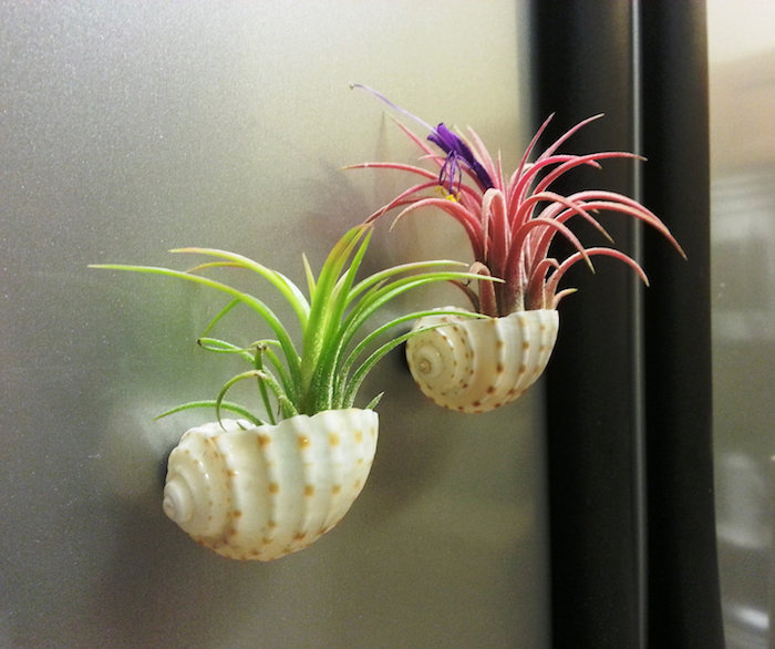 seashells stuck to a metal surface, and containing air plants, one green and one pink, with small purple blossom