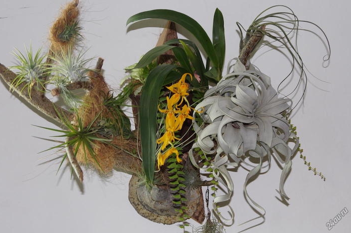 several different tillandsia plants, pale whitish and dark green, with yellow blossoms, hanging air plants, on reclaimed piece of wood, decorated with moss