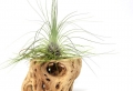 Air Plant Terrariums – Tiny, Exquisite Gardens for Your Home
