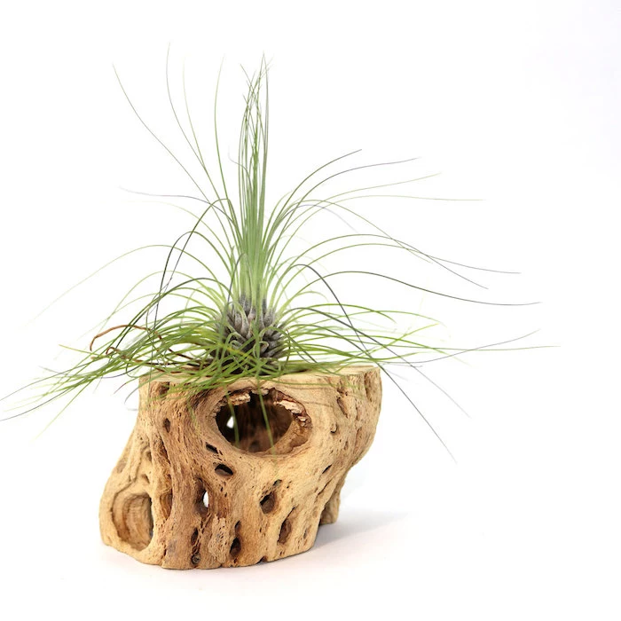 dry piece of wood with holes, green plant inside, narrow and sharp leaves, on white background, air plant terrarium