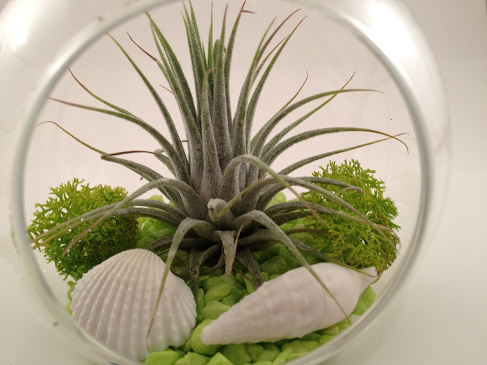 close up of air plants, inside a glass sphere, with circular opening, also containing light green pebbles, two seashells and some moss