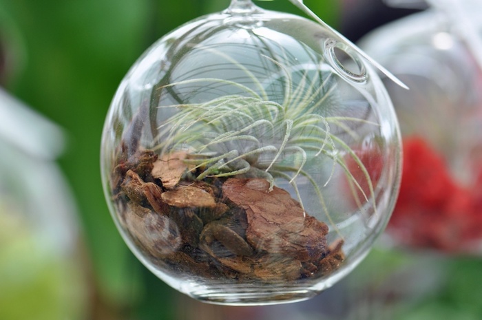 sphere made of clear glass, with an air hole, containing brown wood chips, and green air plants 