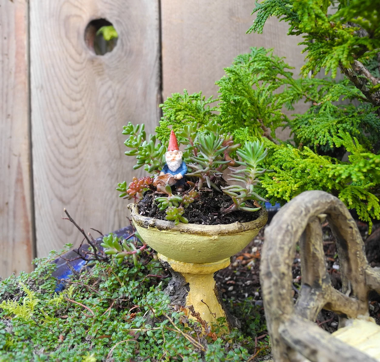 gnome tiny figurine, inside a miniature yellow ceramic dish, seen in close up, succulent fairy garden, placed in a large pot with different plants and ornaments