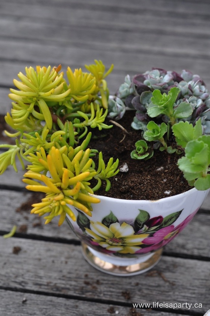 succulents of three different kinds, planted in dirt, succulent fairy garden, inside a delicate porcelain cup, with yellow and pink floral motive, and golden details