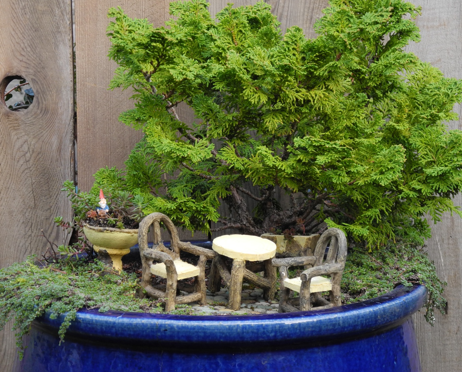 shrub inside a large, dark blue planting pot, containing small green plants, tiny table and two chairs, painted to look like wood, succulent fairy garden, little dish with succulents and a gnome figurine