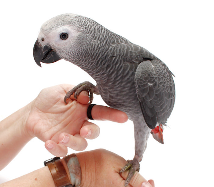 low maintenance pets for apartments, two hands with bracelets and a ring, holding an african gray parrot, with grey white and red feathers, bright white background