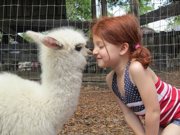 unusual pets, little red haired girl, wearing a top with the us flag, rubbing noses with a fluffy, white alpaca foal