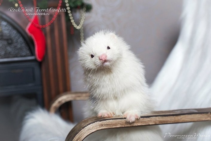 pure white and very fluffy angora ferret, exotic pets list, leaning on the armrest of a chair, covered with a white furry blanket
