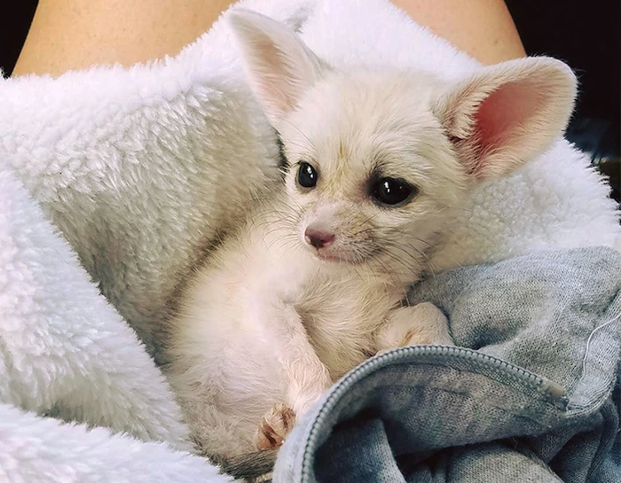 cute baby fennec fox, with white fur, and large black eyes, exotic pets, laying on a fluffy white and pale grey hoodie