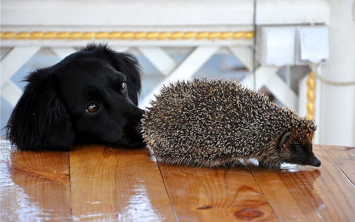 dog with jet black fur, sniffing an adult hedgehog, with black face and white and grey quills, pet ideas, shiny wooden table