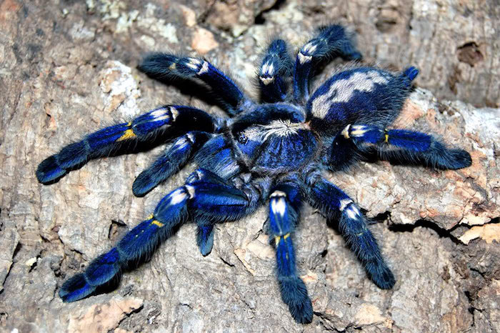 blue adult tarantula, with white and yellow spots, best exotic pets, crawling on dried wood bark