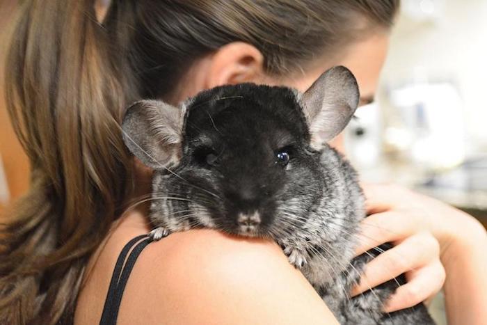 woman with brunette hair, tied in a ponytail, holding a black and gray chinchilla over her shoulder, low maintenance pets for apartments, cuddly furry pets