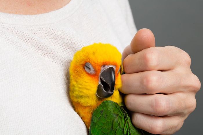 yellow and green parrot, enjoying being hugged and petted, by a person dressed in white, best exotic pets 