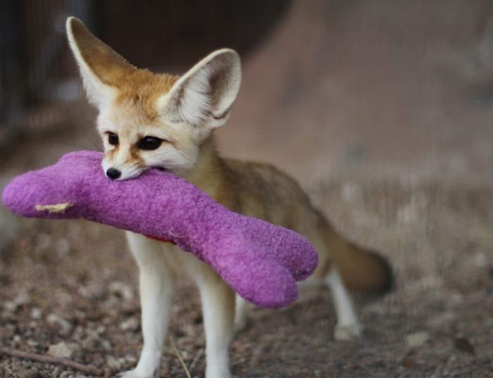 purple stuffed toy, carried by an adult fennec desert fox, best exotic pets, with dark yellow and white fur, large black eyes, and huge ears