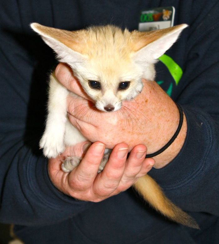 exotic animals, hands of an older person, holding a small fennec desert fox baby, with large ears and yellowish fur, big black eyes and small nose
