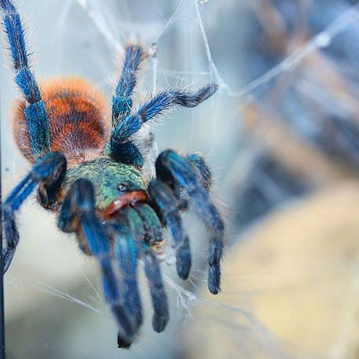 multicolored iridescent tarantula, with turquoise and orange body, and electric blue legs, exotic animals, sitting in its web