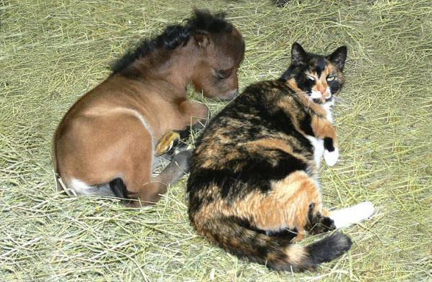 calico large cat, laying on straw bedding, next to a newborn miniature foal, with brown coat, pet ideas