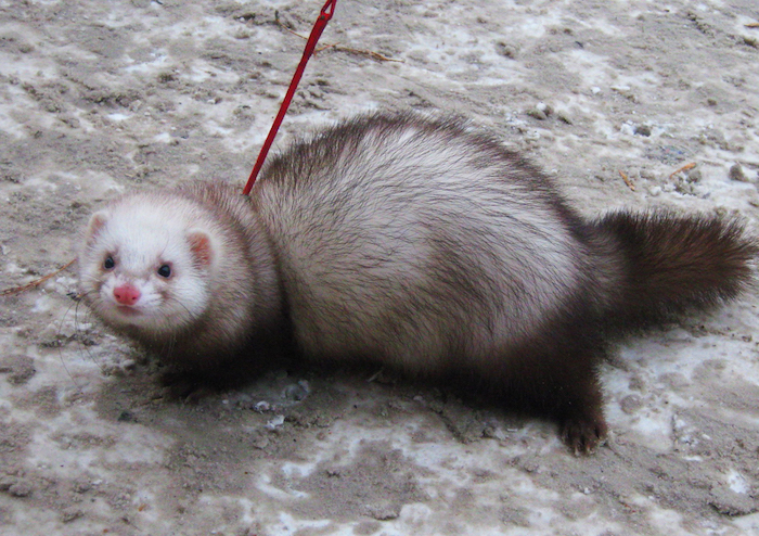chubby and fluffy ferret, with dark brown and white fur, exotic pets list, being led on a red leash