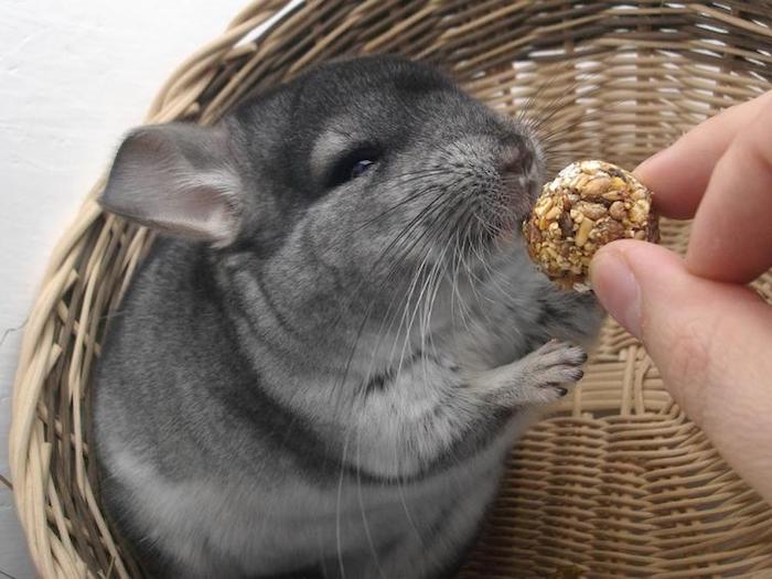 exotic animals, hand feeding a grey adult chinchilla, with a round treat made of seeds, wicker basket in the background