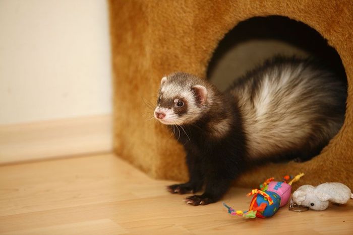 plush toys in different colors, near a little house, with round entrance, exotic pets list, ferret coming out of the house