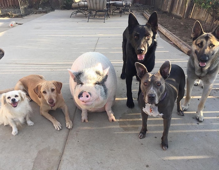 pack of five dogs, in different colors and sizes, standing and laying, near an adult miniature pig, with pink skin, white and black short fur