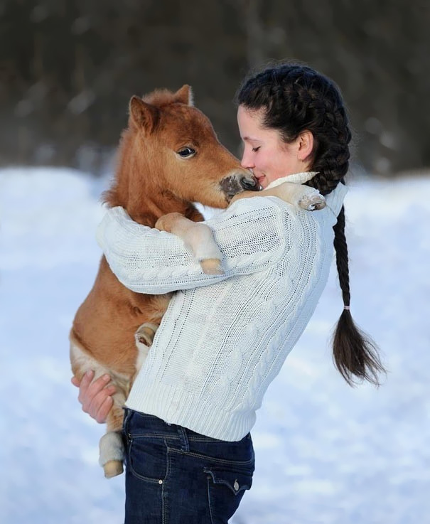 teenage girl in white sweater, with long dark brunette braid, hugging and kissing a tiny, miniature horse foal, with brown coat