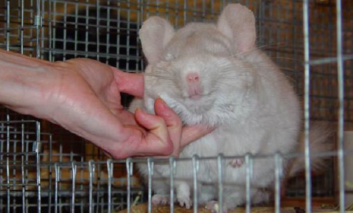 white chubby and fluffy adult chinchilla, sitting in its cage, exotic pets, enjoying being scratched by a human hand