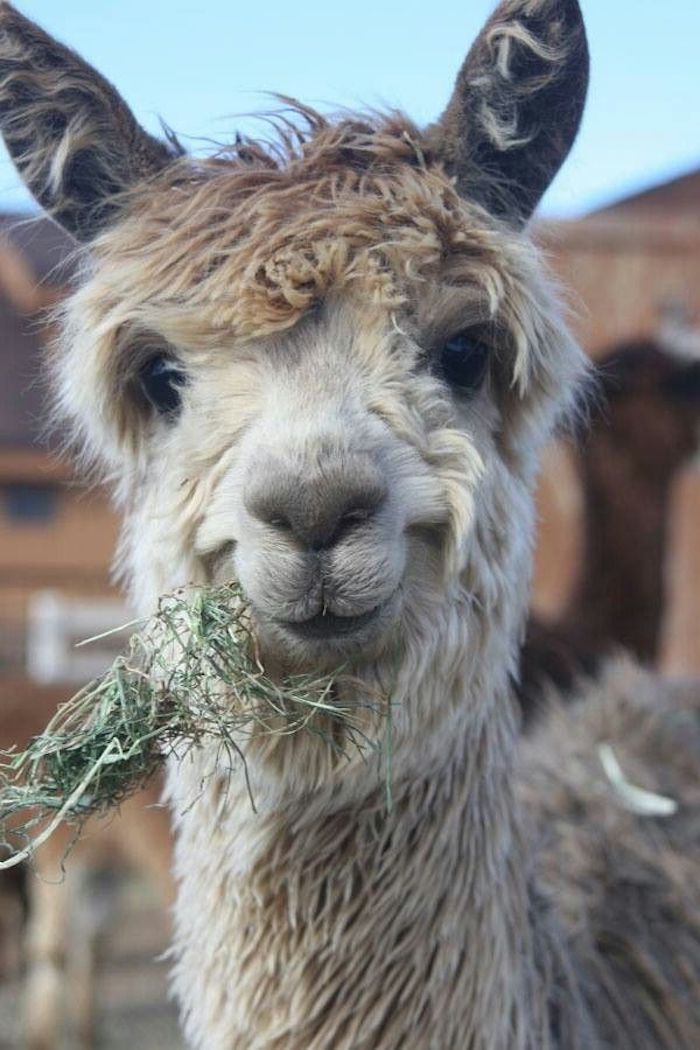 friendly looking smiling alpaca, with pale beige fur, unusual pets, munching on some dried grass, and seen in close up