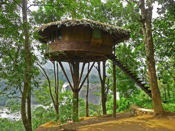 branches or palm leaves, covering a round wooden hut, built on a platform on top of a tall tree, and accessible through a staircase