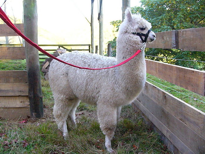 fenced in alpaca, with fluffy off-white fur, tied with a black and red leash, unusual pets, cute farm animals