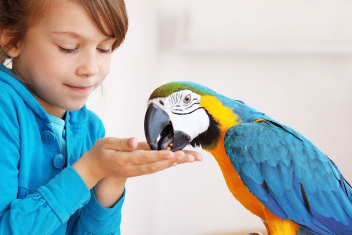 girl in a blue jacket, offering food to a large macaw, best exotic pets, parrot with blue, yellow green and white feathers