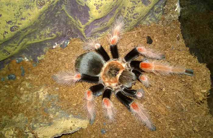 tarantula with black and orange body and legs, exotic animals, large adult spider, inside a terrarium, with dirt floor